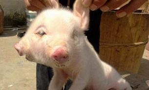หมูน้อยพิการมีสองหัว สองปาก สี่จมูก สองหู และแทนที่จะมีตาบนหัว หัวละสองตา