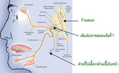 ภาพกายวิภาคของเส้น ประสาทสมองเส้นที่ 7 เส้นประสาทจะออกจากก้านสมองส่วน pons แล้วออกไปทางด้านข้าง เดินทางคู่ไปกับเส้นประสาทสมองเส้นที่ 8 ผ่านกระโหลกศีรษะไปออกที่หน้าต่อใบหู เส้นประสาทสมองเส้นที่ 7 นี้นอกจากควบคุมการเคลื่อนไหวของกล้ามเนื้อใบหน้าแล้ว