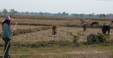 ชาวนาประสบภัยแล้ง