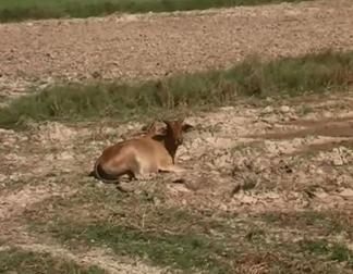 วัวนอนกลางพื้นดินแตกระแหง