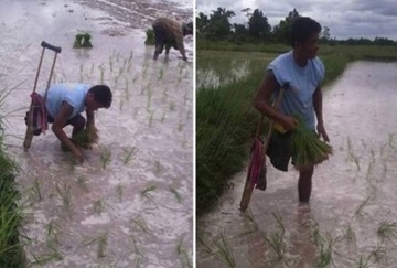 คนพิการขาขาดหนึ่งข้าง กำลังดำนา