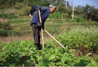 คุณตา “เซิง ปิงจือ”  กำลังทำสวนปลูกผัก