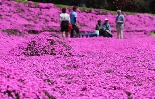 ทุ่งชิบะซากุระผืนใหญ่สีชมพู