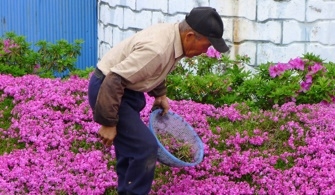 คุณตาคุโรกิ ท่ามกลางทุ่งชิบะซากุระผืนใหญ่สีชมพู