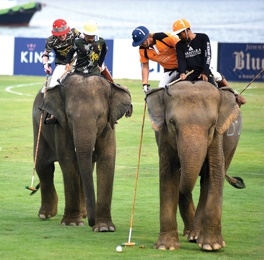 การแข่งขันโปโลช้างชิงถ้วยพระราชทาน พระบาทสมเด็จพระเจ้าอยู่หัว