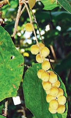 เรื่องน่ารู้ : ตองเต๊า