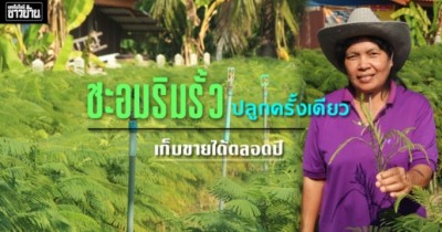 ชะอมริมรั้ว ปลูกครั้งเดียว เก็บขายได้ตลอดปี