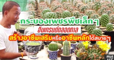 กระบองเพชรพืชเล็กๆ อินเทรนด์ตลอดกาล สร้างอาชีพเสริมหรือหลัก ได้สบายๆ(คลิป)