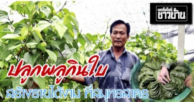 ปลูกพลูกินใบ ราคาดี งานสร้างรายได้งาม ตลาดต้องการสูง แม่ค้ามารับซื้อถึงสวน