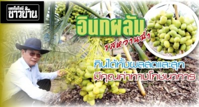 อินทผลัม ผลไม้ราคาแพง รสหวานฉ่ำ กินได้ทั้งผลสดและสุก มีคุณค่าทางโภชนาการ