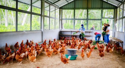 รวมกลุ่มเลี้ยง "ไก่อารมณ์ดี" ลดรายจ่าย สร้างอาชีพ รายได้ ผู้ด้อยโอกาส ในชุมชน