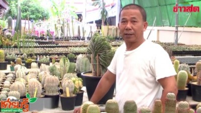 กระบองเพชรพืชเล็กๆ อินเทรนด์ตลอดกาล สร้างอาชีพเสริมหรือหลัก ได้สบายๆ(คลิป)