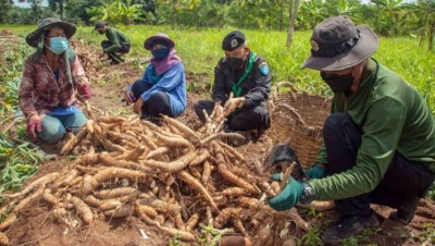 ทหารถอนมัน ช่วยเหลือเจ้าของไร่พิการ ในช่วงสถานการณ์โควิด-19