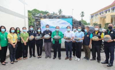อุดหนุนฟักทอง 1 ตัน จากเกษตรกรผู้พิการ เพื่อมอบให้ รพ.สนาม ม.แม่โจ้ นำไปประกอบอาหาร