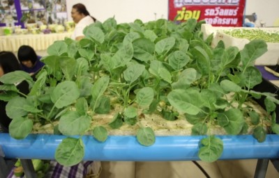 งานวันคนพิการสากลจังหวัดปทุมธานี