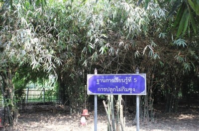 ไผ่กิมซุ่ง