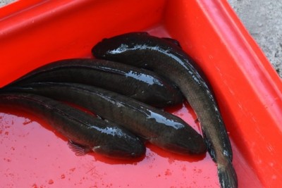 ไซซ์พร้อมขาย