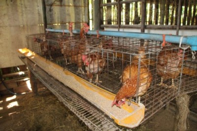 เลี้ยงไก่ไข่มีบริโภคทุกวัน แล้วยังขายได้อีก