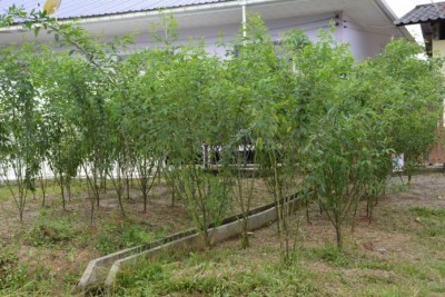 โรงเรียนตชด.บ้านทุ่งสบายใจ สะเดา สงขลา สอนเกษตร เพื่ออนาคตของชาติ