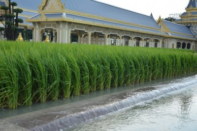 ข้าวระยะออกรวง ปลูกติดกับฝายน้ำล้น