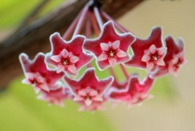 รอดตายเพราะ "พุทโธ"