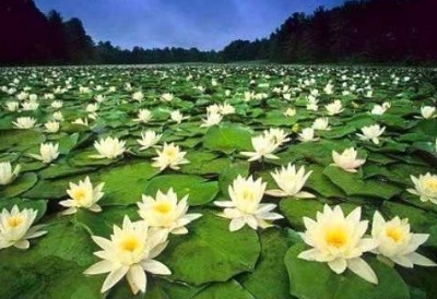 ดอกบัวสีขาวบานในบึงน้ำกว้าง