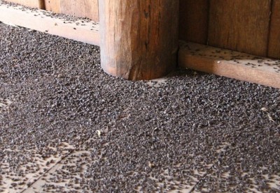 ที่จังหวัดราชบุรี เจออีก แมลงปีกแข็งนับล้านตัว บุกบ้านคนพิการอยู่กับแม่ชรา