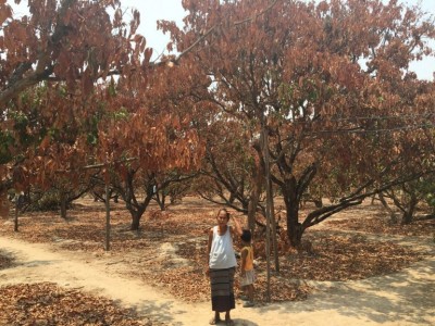 ต้นลำไยยืนต้นตายทั้งสวน