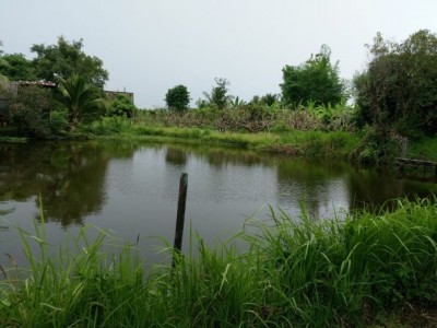 เราจะกลับมาที่ฐานะปานกลาง พออยู่พอกิน ในน้ำมีปลา ในนามีข้าว