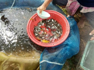 คัดไซซ์ปลาสลิด