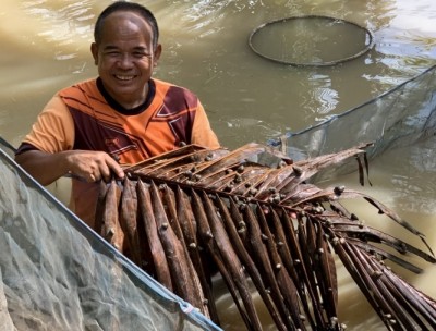 เกษตรกรหนองคาย เลี้ยง “หอยขม” ในร่องสวนมะพร้าว 4 เดือนจับขายได้