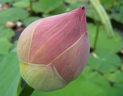 ดอกบัวในสระน้ำ