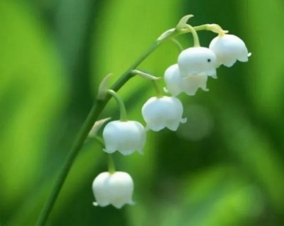 ดอกไม้สีขาว