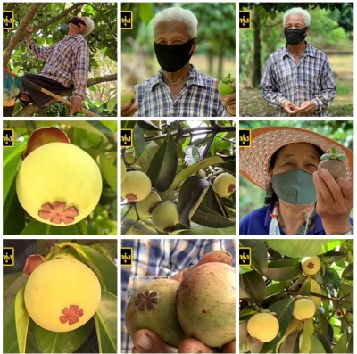 พ่อเฒ่าพิการขอสู้สุดใจ ปลูก มังคุด สร้างตัวจนเป็นเศรษฐี