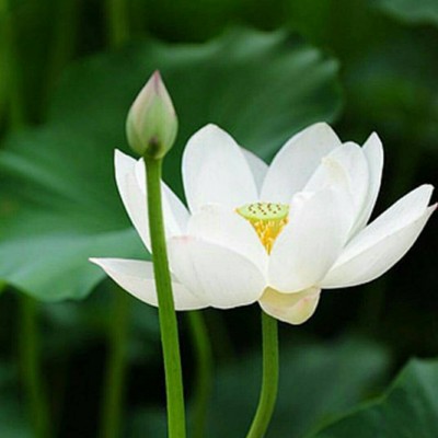 ดอกบัว