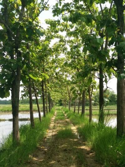 เราจะกลับมาที่ฐานะปานกลาง พออยู่พอกิน ในน้ำมีปลา ในนามีข้าว