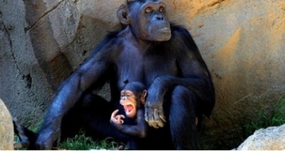 แม่ลิงชิมแปนซีกับลูกน้อยในสวนสัตว์