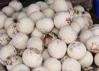 อากาศร้อนมะพร้าวน้ำหอมเผาจ.ลพบุรีขายดี