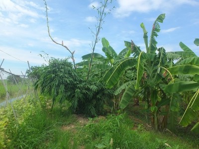 ปลูกกล้วย ปลูกไผ่ พื้นที่ 2 ไร่ พืชสร้างรายได้