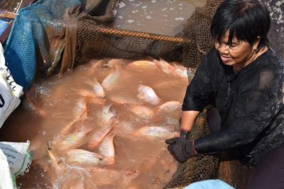 เลี้ยงปลากระชัง ในแม่น้ำน่านสร้างรายได้ ที่อุตรดิตถ์ ปลาขายได้ราคาดี